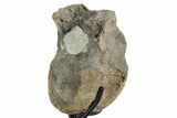 Hadrosaur (Hypacrosaurus) Vertebra with Stand - Montana #353435-1